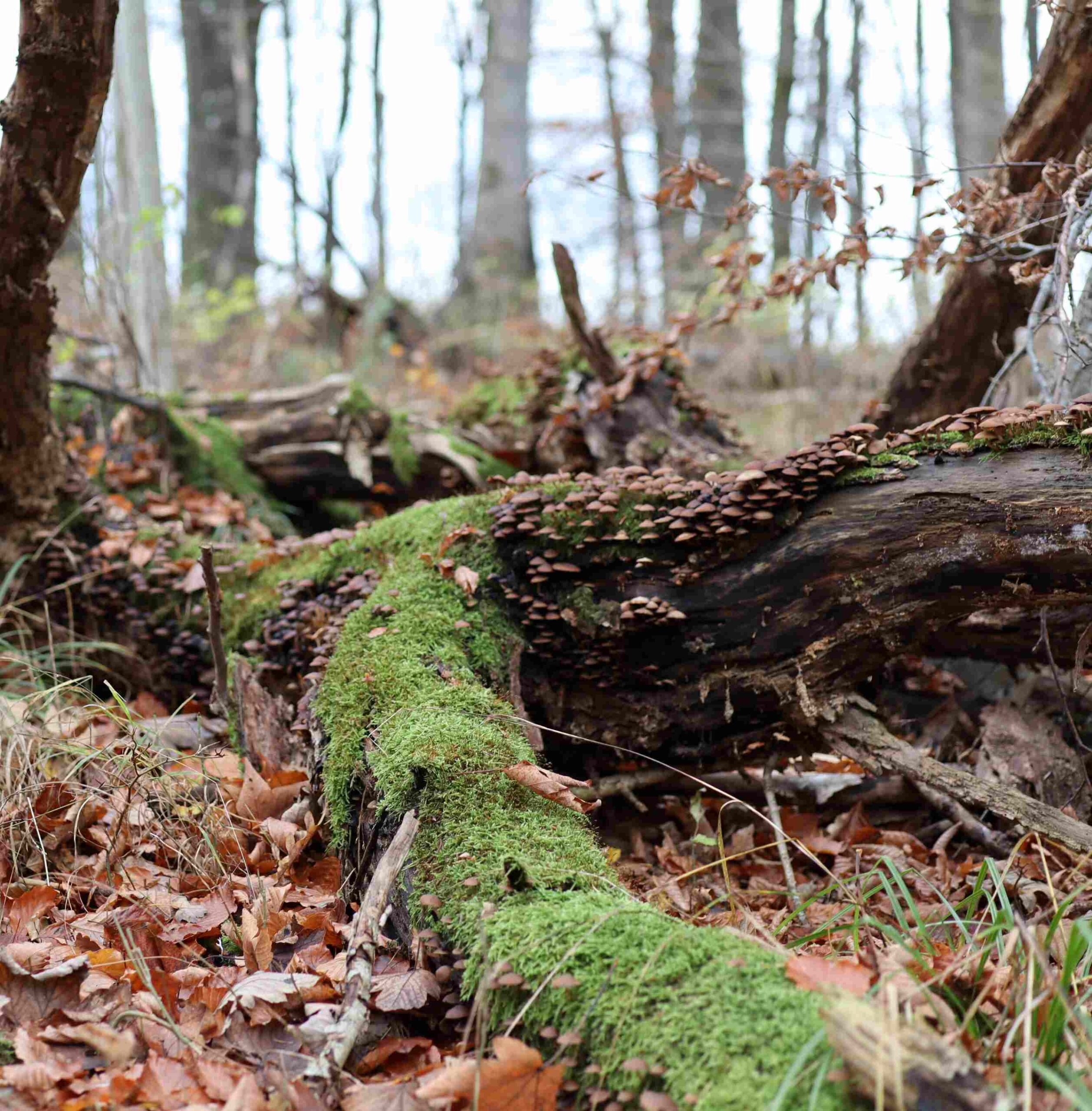 Unberührter Wald fördert die Artenvielfalt und trägt zu den globalen Zielen der UN bei