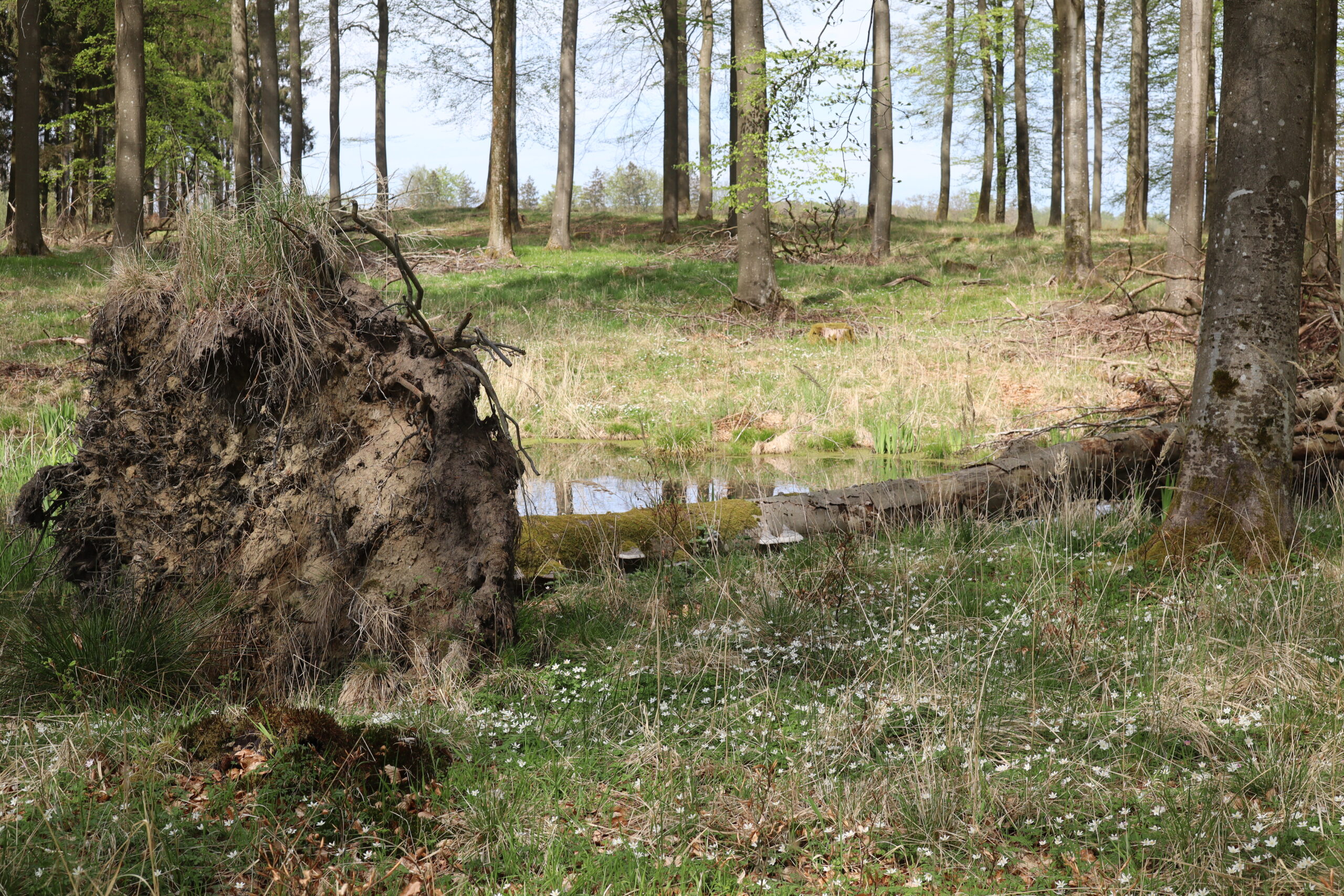 Urørt skov JPS Marselis