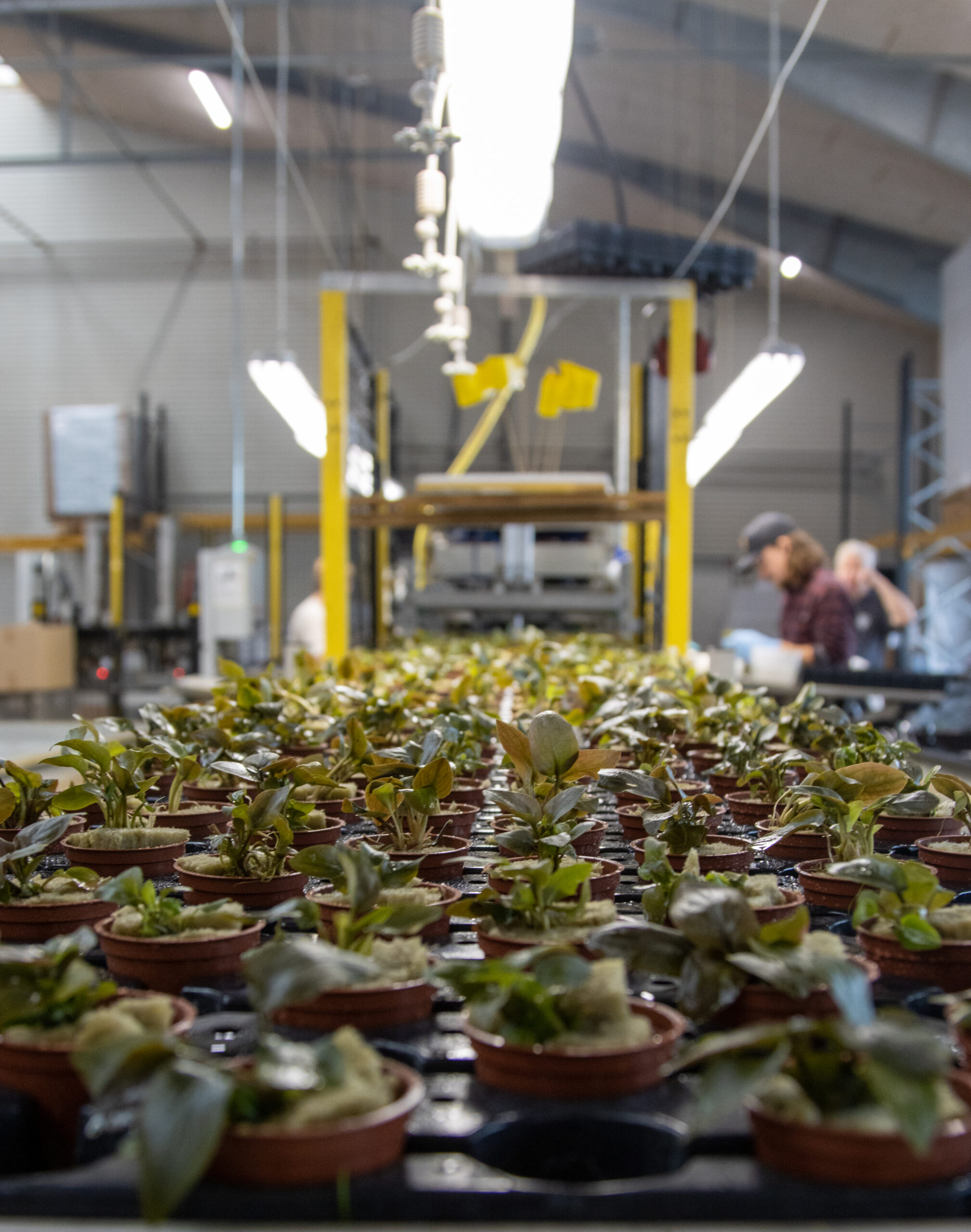 Tropica og Dennerle Plants